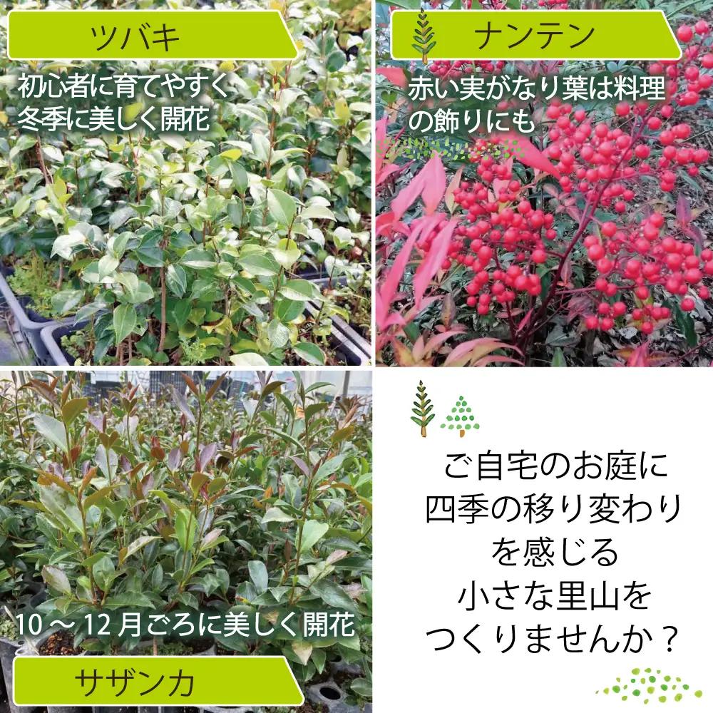 新地町産 苗木5種セット（サザンカ・イロハモミジ・ナンテン・イタヤカエデ・ツバキ） | 木 苗 人気 おすすめ 送料無料 里山 お取り寄せ 福島県 新地町 庭木 庭 森林 山茶花 さざんか いろはもみ