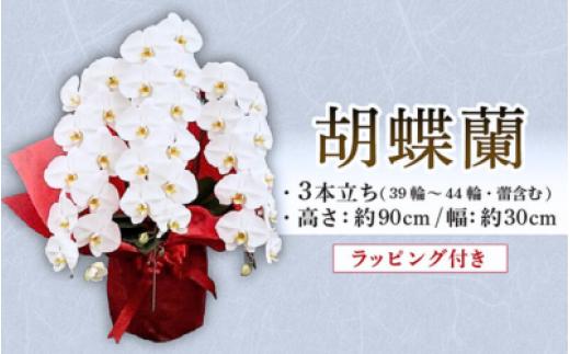 胡蝶蘭 3本立ち ラッピング付き 開花輪30輪以上 花 お花 flower 洋ラン コンパクト 植物 開花輪 生花 大輪胡蝶蘭 蘭 こちょうらん 白色 鉢花 家庭用 鑑賞 インテリア 贈答 記念日 ギフト プレゼント お祝い 祝い 誕生日 還暦 米寿 お歳暮 お中元 贈り物 母の日 開店祝い 豪華 産地直送 ふるさと納税 千葉県 旭市 石毛洋蘭園 igr001