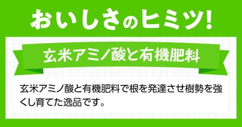 【令和7年発送】宮崎県産完熟マンゴー「果実の宝石」　2L×3玉 【 果物 フルーツ マンゴー 宮崎県産 みやざきマンゴー 先行予約 数量限定 期間限定 】[D03703]