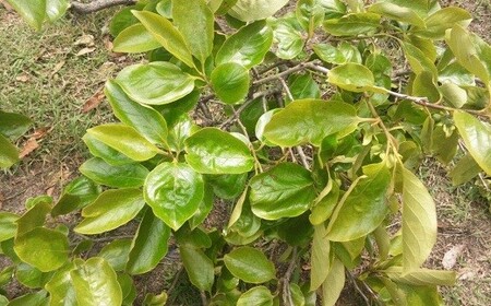 0B4-02 柿の葉っぱのせっけん（80g）