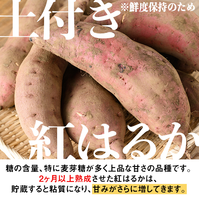 isa425 《訳あり》熟成紅はるか(約5kg・2L～3Lサイズ混合) ふるさと納税 伊佐市 特産品 訳あり さつまいも 紅はるか 鹿児島 生芋 完熟 長期熟成 土付き ギフト べにはるか サツマイモ