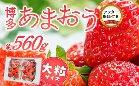 福岡県産あまおういちご　約280g以上×2パック（大粒）【3月～4月発送】 _ いちご あまおう 大粒 2パック 宇佐川農園 果物 フルーツ みずみずしい ジューシー 甘味 酸味 濃厚 ストロベリー パフェ ショートケーキ パンケーキ スムージー サンドイッチ ジャム 福岡県産 久留米市 お取り寄せ 送料無料 _Fi077-01