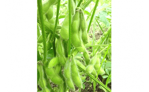 枝豆 （青豊-あおゆたか-） 1kg 山形県産 【2026年9月上旬に順次発送予定】