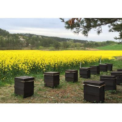 ふるさと納税 横浜町 【青森県横浜町産】自家採取　国産菜の花結晶はちみつ420g (新蜜)　非加熱蜂蜜 |  | 02