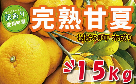 【ふるさと納税】 数量限定 先行予約 訳あり 木成り 完熟 甘夏 15kg 10000円 樹齢 50年 みかん あまなつ 夏みかん グレープフルーツ だいだい 家庭用 事前 人気 甘い おいしい フルーツ 果物 柑橘 蜜柑 規格外 減農薬 あいなん総合ファクトリー 愛南町 愛媛県