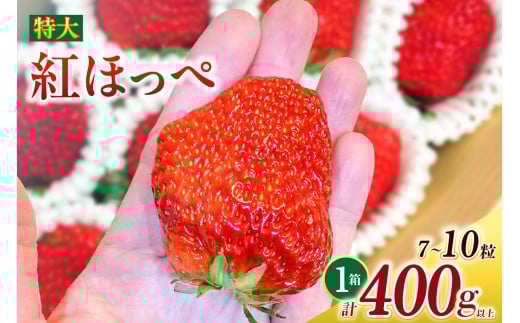 特大いちご(紅ほっぺ)　400g以上(7～10粒)×1箱・O036-13