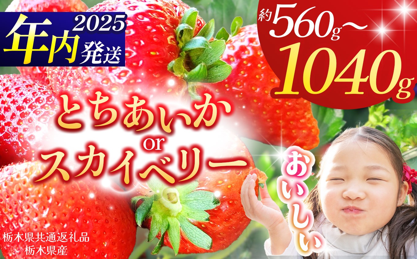 
            【栃木県共通返礼品】【2025年先行予約】【選べる品種】【選べるグラム数】とちあいか スカイベリー 260g×4P 280g×2P 1040g 560g| 年内発送 果物 くだもの フルーツ 野菜 やさい ヤサイ 苺 イチゴ いちご とちあいか 新鮮 甘い 数量 限定 美味しい 果物 共通返礼品 フルーツ デザート 栃木県 那珂川町 送料無料
          