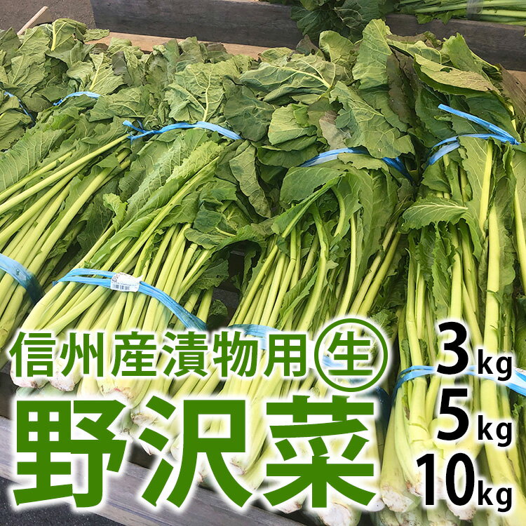 【ふるさと納税】【選べる容量】信州松本市産 漬物用「生の野沢菜」3kg or 5kg or 10kg｜ふるさと納税 長野県 松本市 野沢菜 野菜 漬物 信州 信州名物 野沢菜漬け