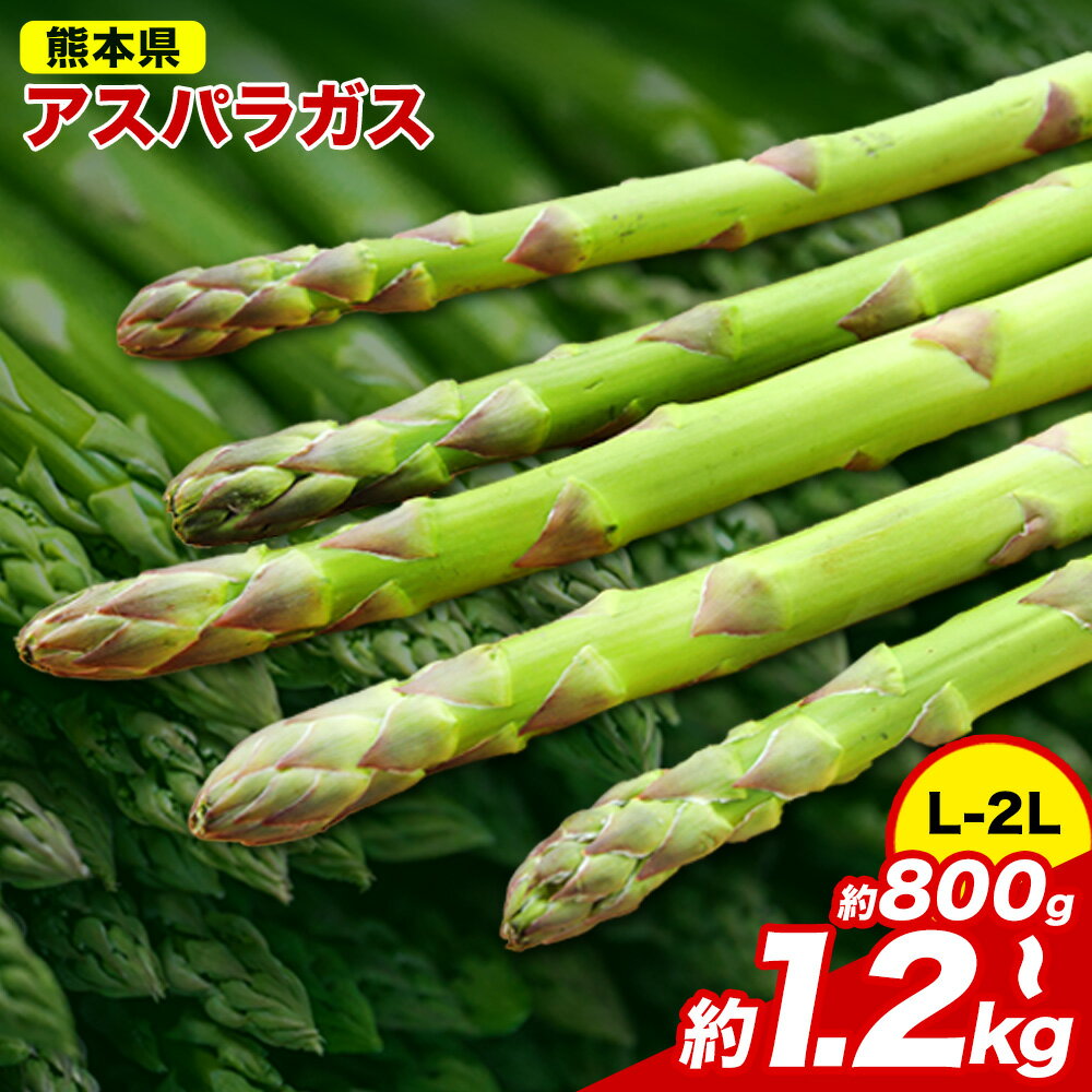 【ふるさと納税】先行予約 アスパラガス アスパラ 選べる内容量 約800g or 1.2kg (L-2L サイズ) 《6月上旬-9月上旬頃より出荷予定》 野菜 やさい アスパラガス 熊本県産 1kg以上 JA