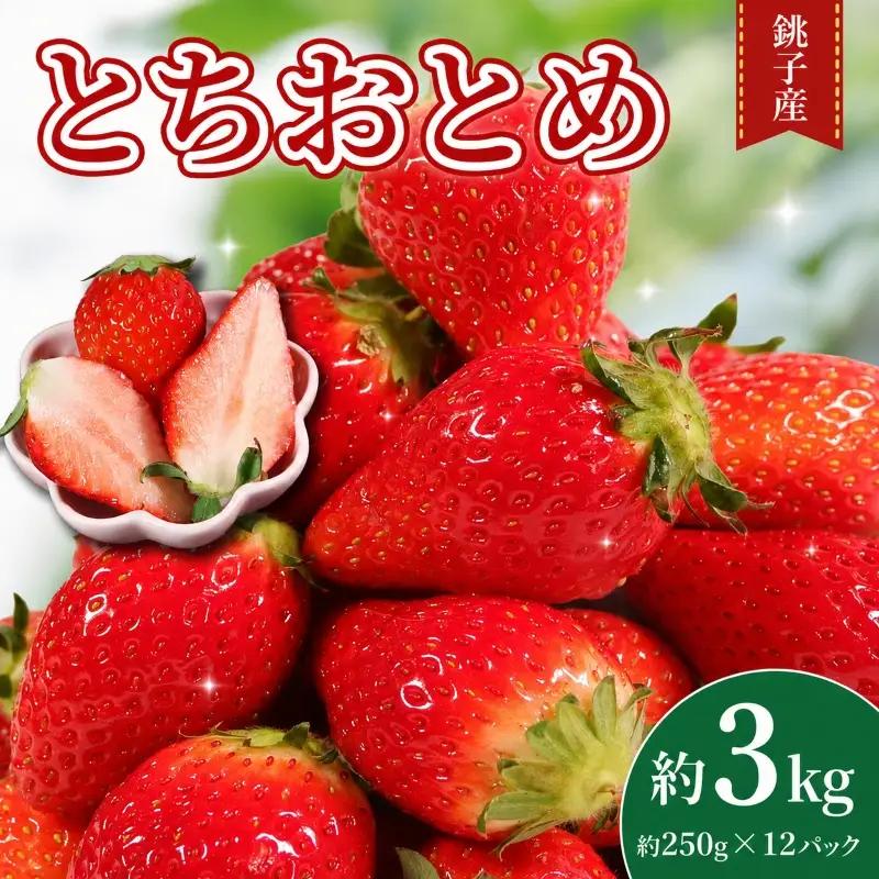 とちおとめ 約3kg いちご 【 とちおとめ 】 先行予約