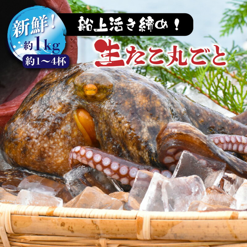 【ふるさと納税】船上活き締め！生たこ丸ごと約1kg（約1～4杯）