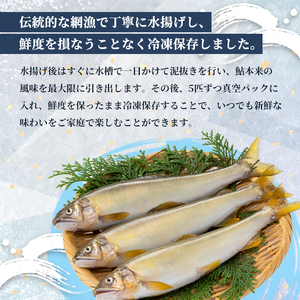 天然鮎 網獲り 冷凍 約1kg（約15匹～22匹）【 あゆ 鮎 アユ 天然鮎 冷凍鮎 鮎 】