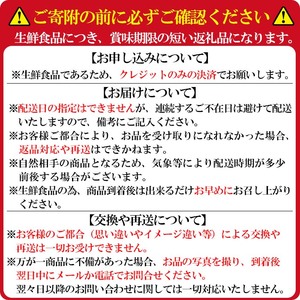 【数量限定】鹿児島県産朝採れイチゴ「恋みのり」約1620g(約270g×6パック) a3-241