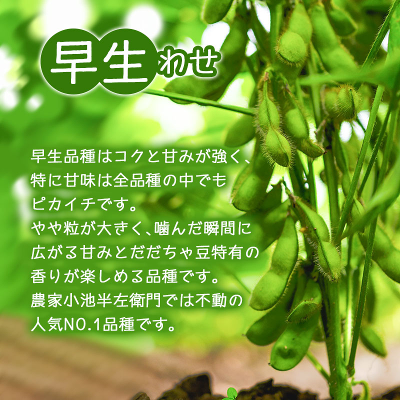 【令和7年産】朝採りだだちゃ豆（枝豆） 食べ比べ定期便 1.5kg (500g×3袋)×3回 お届け 早生・白山・晩生　小池半左衛門