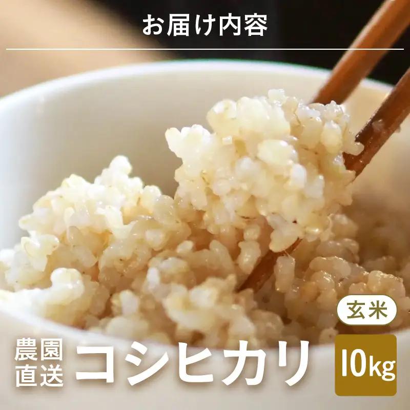 【先行予約】【令和8年産・新米】玄米10kg×1袋 福井県産 コシヒカリ10kg【2026年10月上旬以降順次発送】 [B-8918_02]
