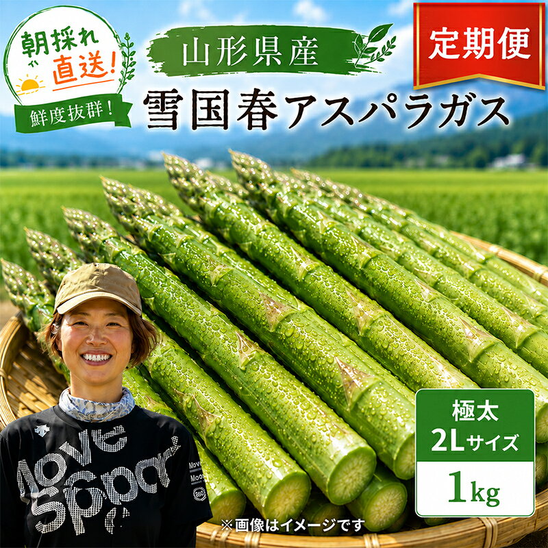 【ふるさと納税】 【令和9年産先行予約】 《定期便2回》 雪国春アスパラガス 約1kg (2Lサイズ) × 2ヶ月 《令和9年5月上旬～発送》 『情野農園』 極太 グリーン 山形南陽産 農家直送 山形県 南陽市 [2738]