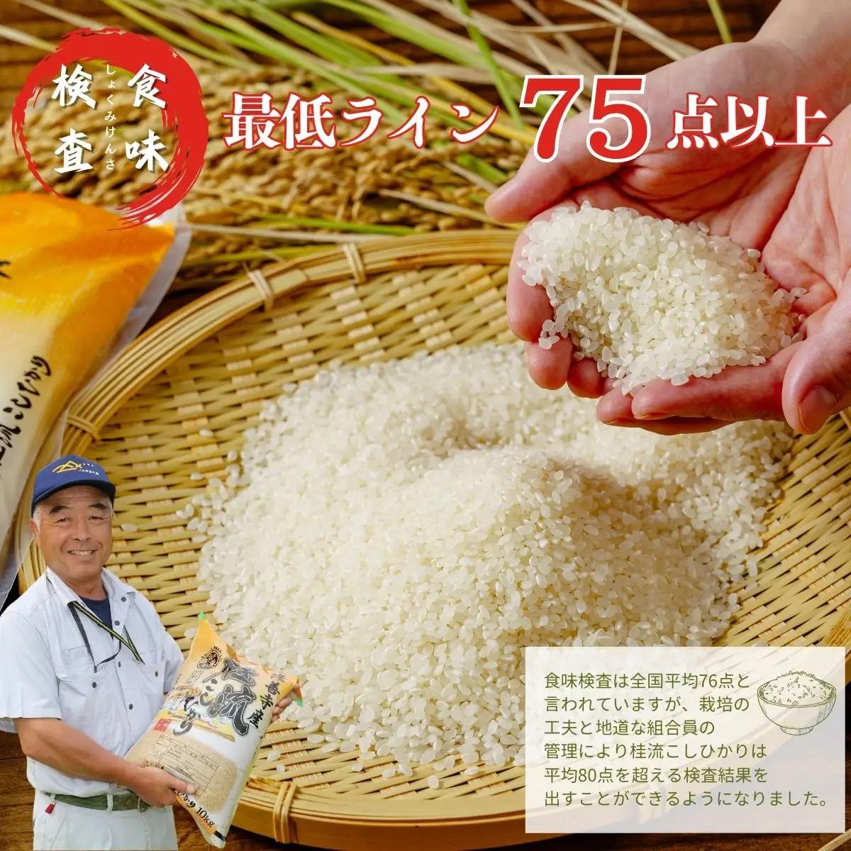 米 桂流 こしひかり 米 （ 数量限定 100 セット）米 特別栽培米 米 ５㎏  015-013