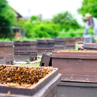 ふるさと納税 小郡市 はちみつ 国産 天然 純はちみつ 600g×2本 さくら&れんげ[No5354-0293] |  | 02
