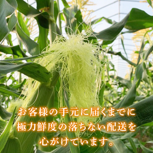 【本田農園】ミトレル朝どれトウモロコシ【とうもろこし コーン 野菜 新鮮 期間限定 朝採れ 糖度 お取り寄せ 旬 旬野菜 水戸市 茨城県】（JN-1）