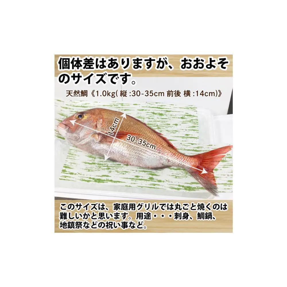 【お歳暮】【下処理なし】活き締め真鯛1尾（約1kg）タイ たい 刺身 鍋