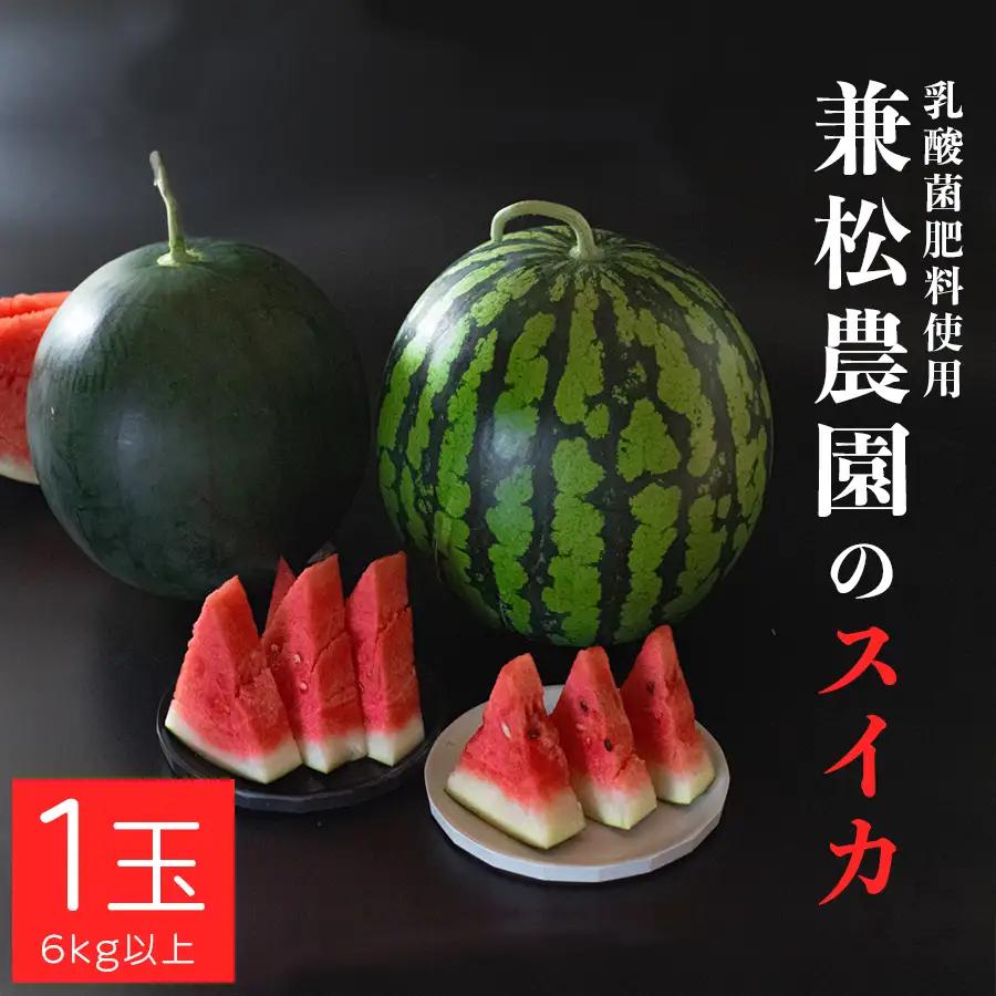 朝採れ すいか 1玉 大玉スイカ （6kg以上） 【先行予約 7月中旬頃より発送】 甘い 果物 野菜