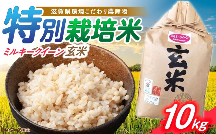滋賀県 ミルキークイーン 玄米 10kg げんまい コメ 米 お米 みるきーくいーん 人気 おすすめ 特別栽培米 ごはん ご飯