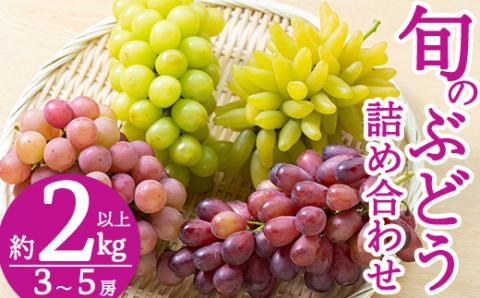 B-050 ＜先行予約受付中！2025年8月中旬～9月下旬の間に発送予定＞旬のぶどう詰め合わせ3～5房(約2kg以上)【さくら農園】