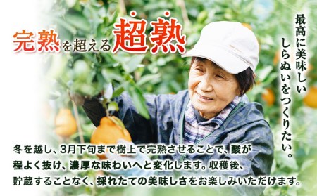 不知火 採れたて新鮮！ 濃厚な甘さ 超完熟しらぬい 3kg まるまつ農園《3月中旬-4月末頃出荷》  和歌山県 日高川町 不知火 柑橘 しらぬい  完熟