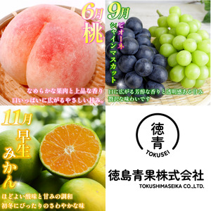 フルーツ 定期便 6ヶ月 フルーツ