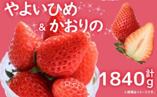 先行予約  訳あり いちご やよいひめ かおりの 2種 計1840g  苺 ストロベリー 果物 フルーツ ケーキ ゼリー ジュース アイス シャーベット チョコ フルーツサンド いちご大福 大福 洋菓子 和菓子 スイーツ デザート ジャム 不揃い 規格外 家庭用 甘い 人気 おすすめ お取り寄せ グルメ 徳島県 阿波市 Berry Mate Farm