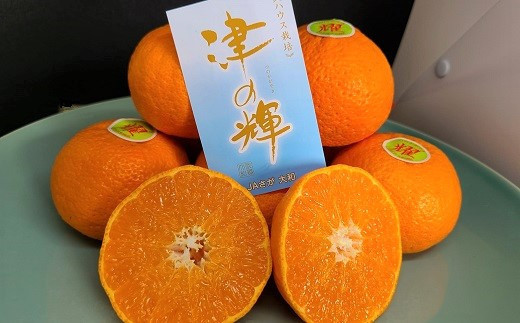 
            【2026年1月中旬より出荷】JAさが大和　佐賀産「津の輝」3㎏
          