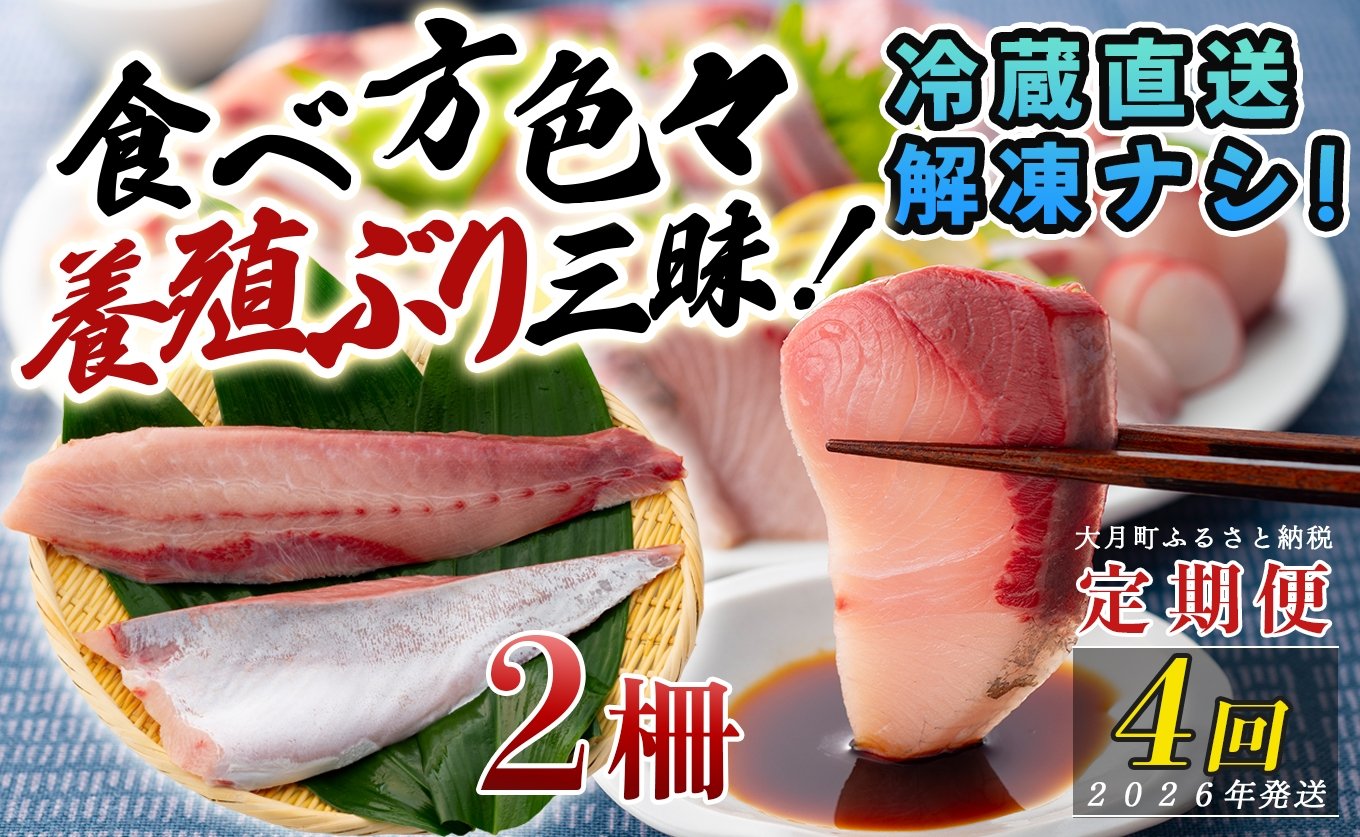 
            【定期便4回】冷蔵 養殖ぶり 2柵 セット｜鰤 ブリ 刺身 生食用 冷蔵直送 解凍なし 朝〆 海鮮 魚介 鮮度抜群 人気 小分け 個包装 贈答 ギフト おすすめ 高知県 大月町 国産 送料無料 お取り寄せ 産地直送 ぶりしゃぶ カルパッチョ
          