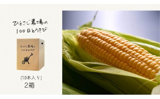 【先行予約】とうもろこし 2箱 朝採れ <令和7年産 >墫乃字 ひとさじ農場の100日とうきび（朝採れ・農場直送）[027-15] 
