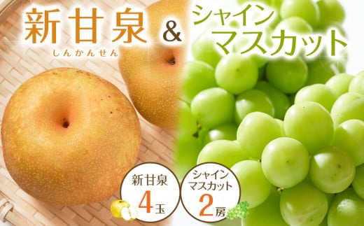 536.【先行予約】新甘泉4玉とシャインマスカット2房 ※8月下旬～9月中旬頃に順次発送予定【先行予約 シャインマスカット マスカット 葡萄 ぶどう 梨 なし 果物 フルーツ くだもの 鳥取県 北栄町 おすすめ 人気 送料無料】