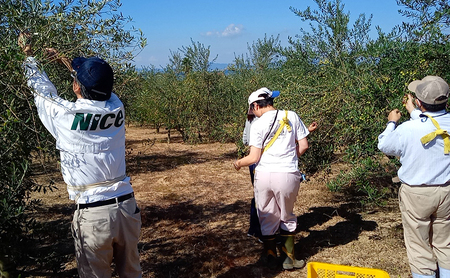 オリーブオイル 小豆島の恵み 
100％小豆島産 手摘み エキストラバージンオリーブオイル 85g×1本 ルッカ