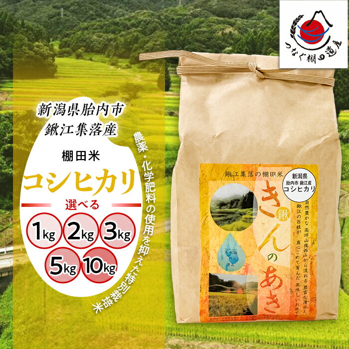 【ふるさと納税】新米 令和7年産 米 新潟 こしひかり 選べる 1kg 2kg 3kg 5kg 10kg 新潟県胎内市鍬江集落産 コシヒカリ 棚田米きんのあき 特別栽培米 精米 白米（くわえ棚田振興会）