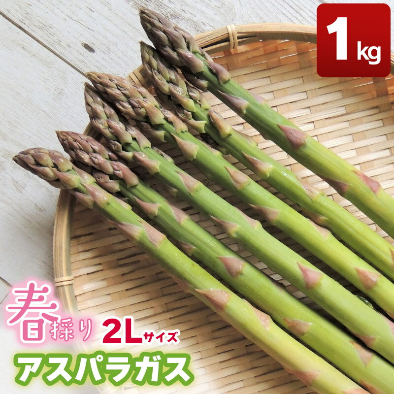 【ふるさと納税】【令和8年産】春採りアスパラガス 2Lサイズ　約1kg