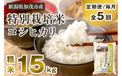 【令和7年産】【定期便5ヶ月毎月お届け】特別栽培米 コシヒカリ 精米 15kg（5kg×3）《順次出荷》 白米 従来品種コシヒカリ 加茂有機米生産組合 新潟県 加茂市産 米 お米 定期便