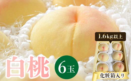 先行予約＜2025年発送＞岡山県産 白桃 6玉(1.6kg以上) 化粧箱入り TY0-0392