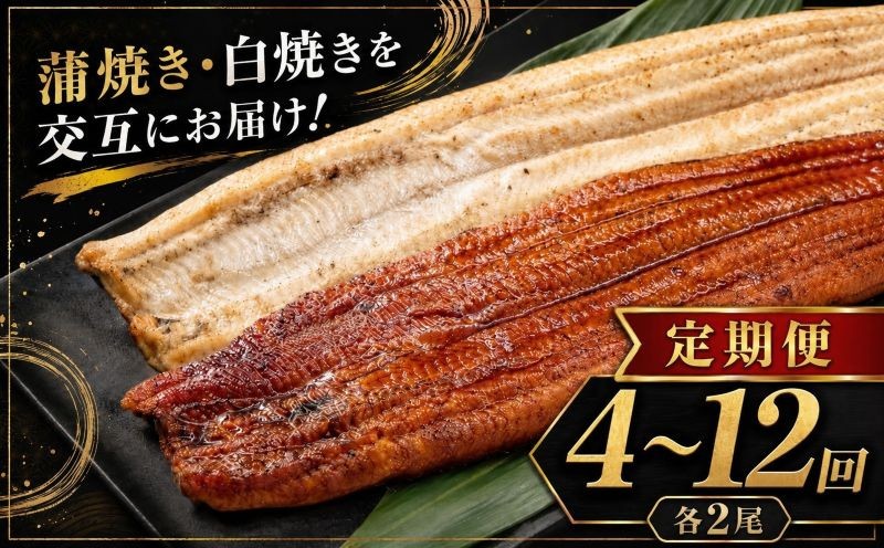 
                  【選べる定期便】 全４～12回定期便 各2尾 4回 6回 12回 蒲焼き・白焼きを交互にお届け！国産うなぎ１尾 うなぎ 鰻 ウナギ 2尾 国産 高知県産 蒲焼き うなぎかば焼き うなぎ蒲焼き 鰻蒲焼 鰻蒲焼き ウナギかば焼き 白焼き 白焼 鰻白焼き 真空パック 蒲焼 タレ たれ 白焼き かばやき 冷凍 うな重 ひつまぶし タレ ランキング 人気 定期便 頒布会 高知県 室戸市
                