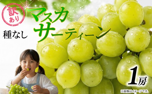 訳あり マスカット マスカサーティーン 1房 500g 以上 2026 年発送分 数量限定 先行予約 種なし 葡萄 ぶどう ご自宅用 産地直送 農家直送 直売 生産 減農薬 有機栽培 フルーツ 果物 果実 くだもの 果肉 デザート 旬 味覚 糖度 フレッシュ 新鮮 甘い 甘み ジューシー お取り寄せ グルメ ふるさと納税 送料無料 千葉県 銚子市 加瀬農園 【8月中旬から9月中旬に順次発送予定】