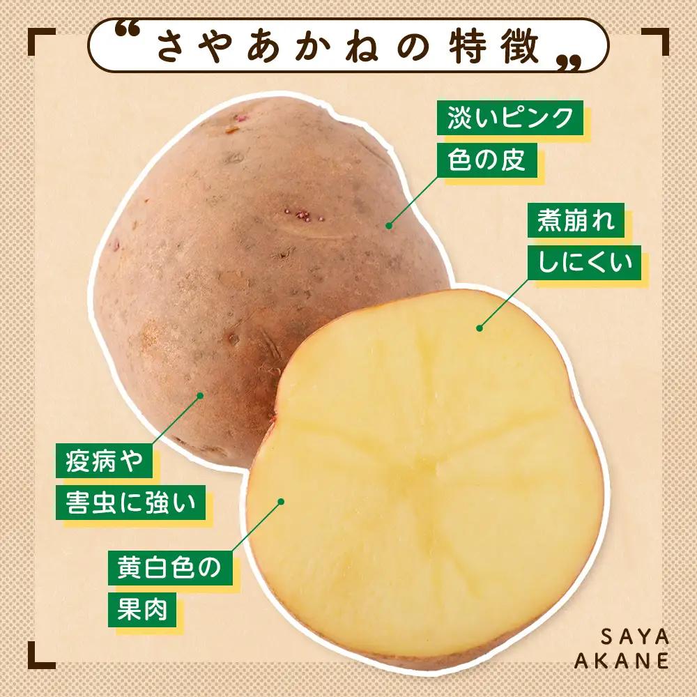 【数量限定】R8年産先行受付 じゃがいも（さやあかね） 有機栽培  10kg | ジャガイモ 芋 さやあかね 馬鈴薯 大容量 新鮮 野菜 煮物 コロッケ ポテトサラダ ポテト 保存 特産 産地直送 北