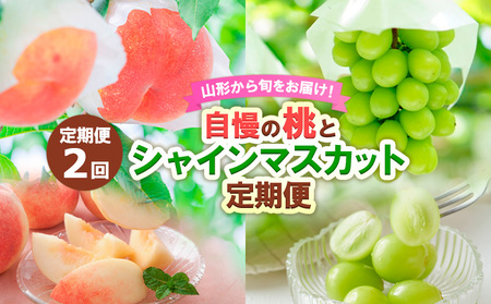 【定期便2回】山形から旬をお届け！自慢の桃とシャインマスカット定期便 【令和7年産先行予約】FS24-501くだもの 果物 フルーツ 山形 山形県 山形市 2025年産