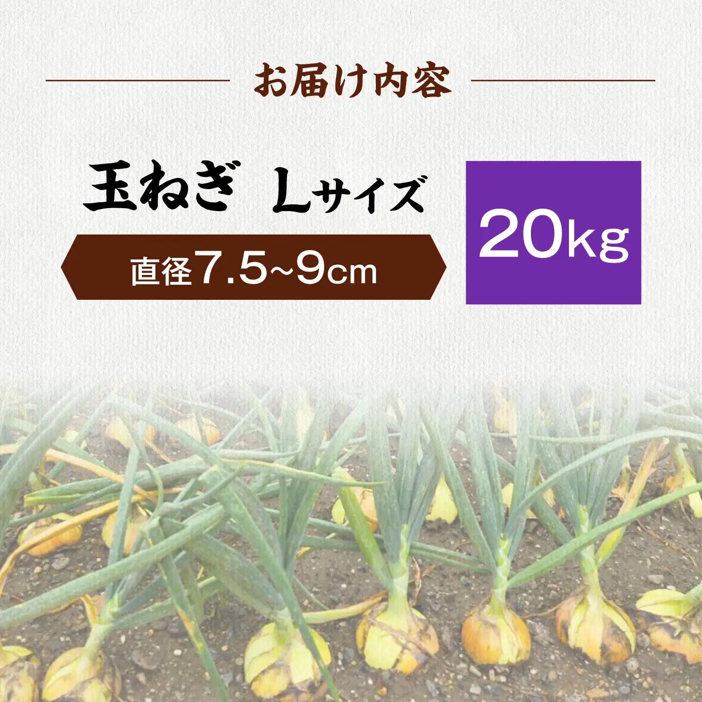 玉ねぎ20kg（Lサイズ） 滋賀県長浜市/柏本農園株式会社[AQDZ015]
