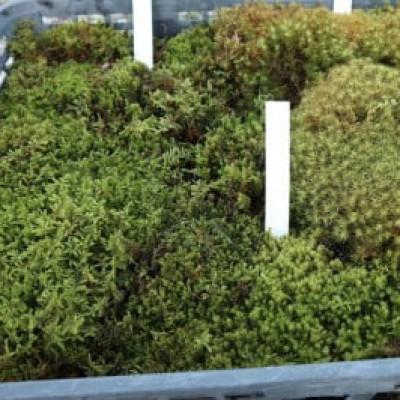 ふるさと納税 北川村 <応援してください>　「いこいの里」の自生苔　34cm×51cmトレー1個分 |  | 01