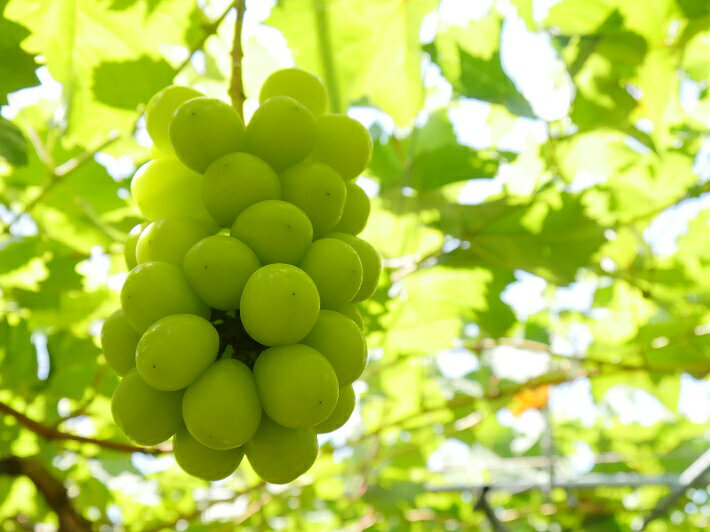 【ふるさと納税】【R8.10月より順次発送】食の都庄内 シャインマスカット 2房（入金期限：2026.9.20）先行受付 国産 マスカット 果物 くだもの フルーツ ぶどう 葡萄 種無し 種なし 山形 ふるさと納税