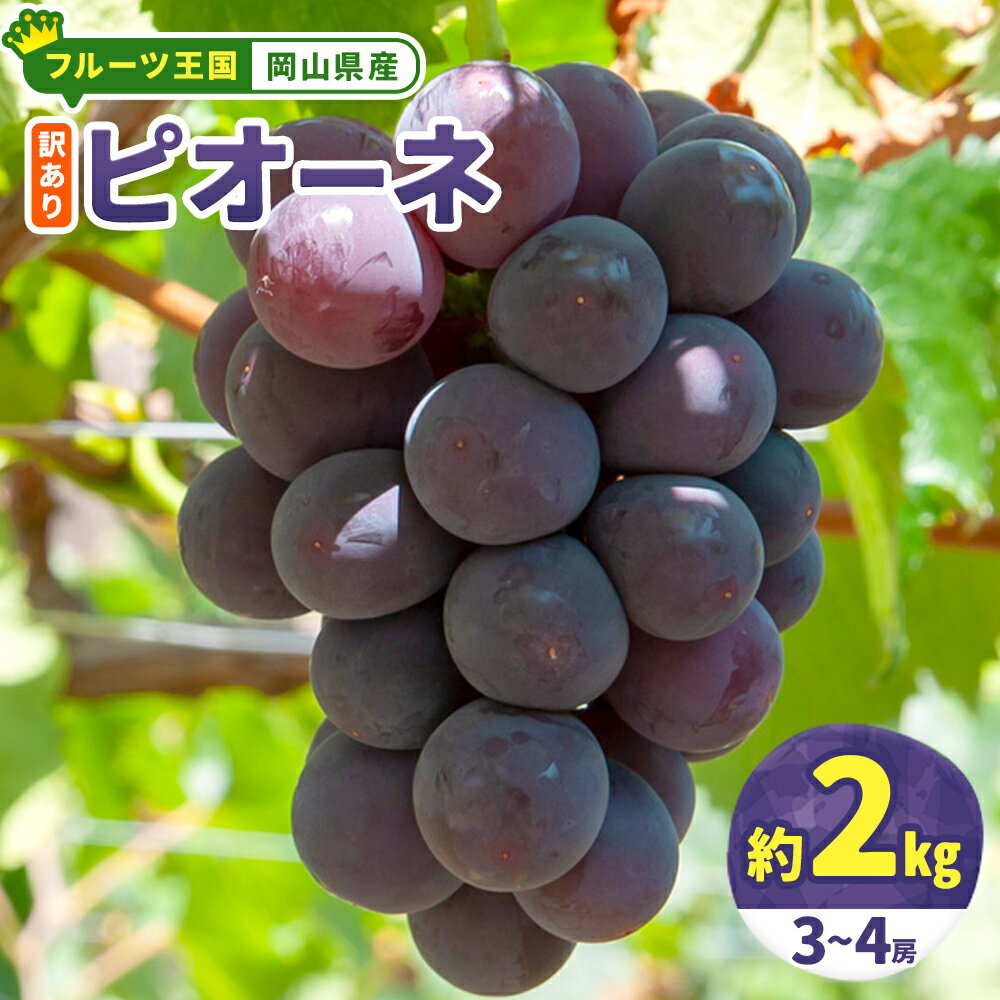 【ふるさと納税】【先行予約】訳あり 岡山県産 ピオーネ 3-4房 約 2kg ぶどう園 AC《2026年9月中旬-11月中旬頃出荷》ピオーネ 送料無料 岡山県 浅口市 岡山 ぶどう フルーツ 果物