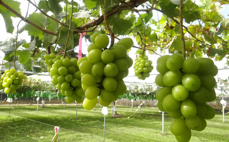 TK09-25A ぶどう シャインマスカット 約1kg / 2025年9月中旬頃～配送予定 // 長野県 松川町産 南信州 葡萄 シャイン マスカット 種なし 高品質 2～3房 高糖度 