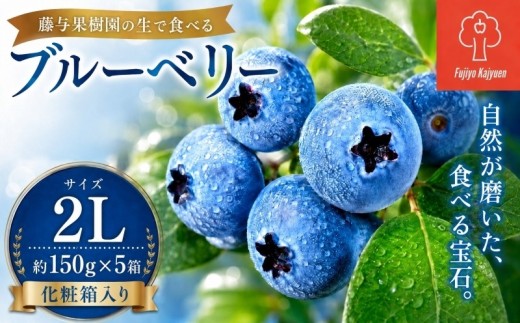 ブルーベリー 2Lサイズ 150g×5 大粒 生ブルーベリー 果物 くだもの フルーツ 産地直送 新鮮 旬 国産 岩手県 盛岡市 東北 岩手 盛岡 藤与果樹園 fujiyoB002