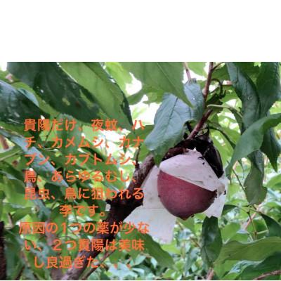 ふるさと納税 南アルプス市 【2026年発送/先行受付】すもも貴陽　大玉サイズ(7〜9玉)　1.5kg |  | 03